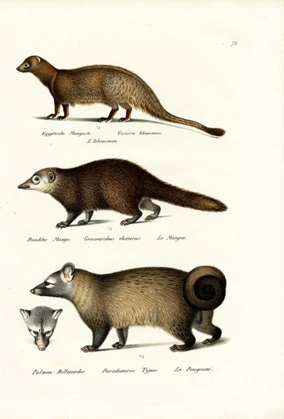 Egyptian Mongoose by Karl Joseph Brodtmann